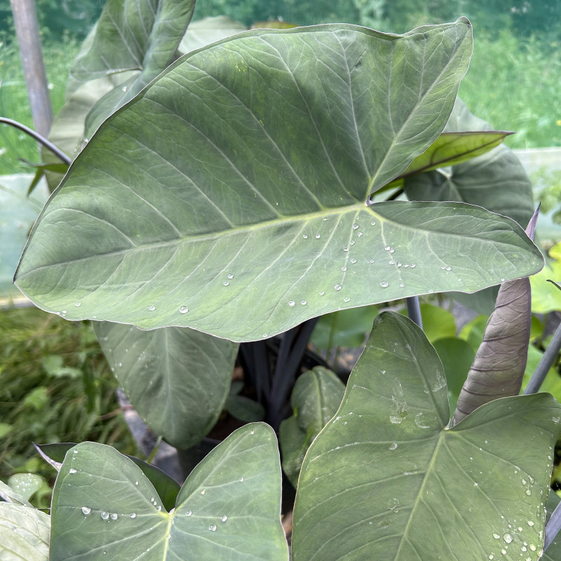 Colocasia esculenta (Oreille d'éléphant), plante aquatique émergente