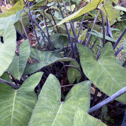 Colocasia esculenta (Oreille d'éléphant), plante aquatique émergente