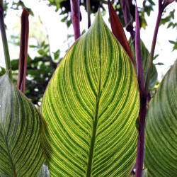 Canna glauca  'Bengal Tiger', plante aquatique émergente