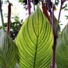 Canna glauca  'Bengal Tiger', plante aquatique émergente