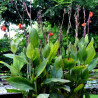 Canna glauca  'Bengal Tiger', plante aquatique émergente