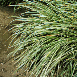 Acorus Gramineus (Acore nain), plante aquatique émergente