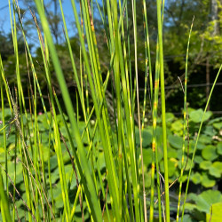 Schoenoplectus tab. 'Zebrinus' (Scirpe zébré), plante aquatique émergente