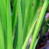 Acorus Calamus (Acore vert), plante aquatique émergente