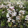 Menyanthes Trifoliata (Trèfle d'eau), plante aquatique émergente