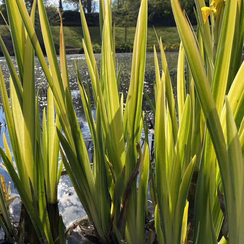 Iris Pseudacorus Variegata, plante aquatique émergente