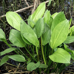 Alisma plantago (Plantain d'eau), plante aquatique émergente