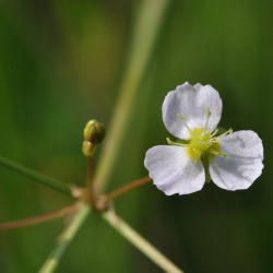 Alisma plantago (Plantain d'eau), plante aquatique émergente