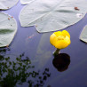 Nuphar Lutea (Jaunet d'eau), plante aquatique émergente