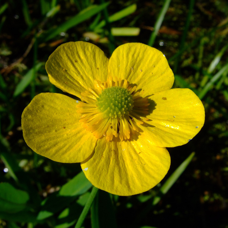 Ranunculus Lingua (Grande douve), plante aquatique émergente