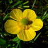 Ranunculus Lingua (Grande douve), plante aquatique émergente