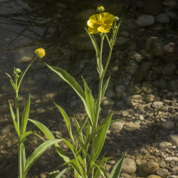 Ranunculus Lingua (Grande douve), plante aquatique émergente