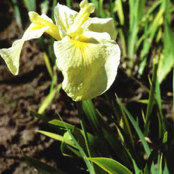 Iris pseudata 'Kimboshi'