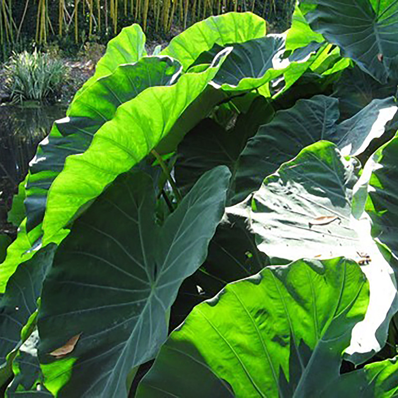 Colocasia esculenta (Oreille d'éléphant), plante aquatique émergente