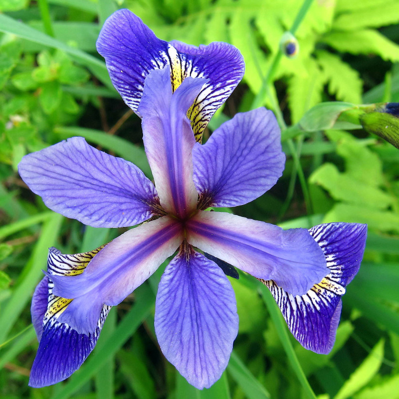 Iris Versicolor (Iris versicolore), plante aquatique émergente