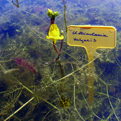 Utricularia Vulgaris (Utriculaire), plante aquatique oxygénante