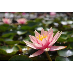 Nymphaea 'Little Sue', nénuphar rustique couleur cuivre