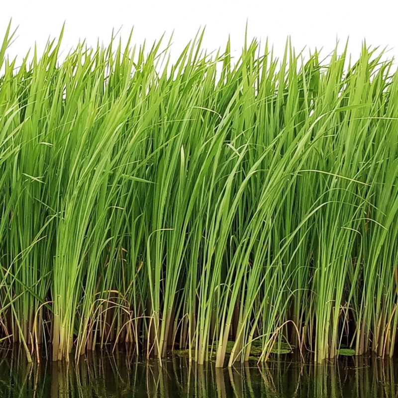 Schoenoplectus tab. 'Zebrinus' (Scirpe zébré), plante aquatique émergente