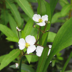 Sagittaria graminea (Flèche d'eau), plante aquatique émergente