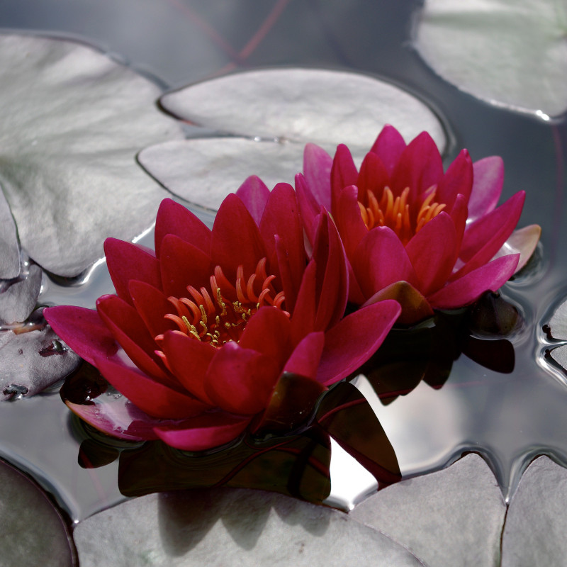 Nymphaea 'Bateau', nénuphar rustique couleur rouge