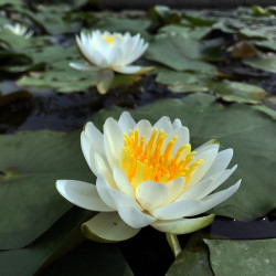 Nymphaea 'Albina', nénuphar blanc rustique