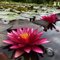 Nymphaea 'Atropurpurea', nénuphar rustique couleur rouge