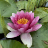 Nymphaea 'Attraction', nénuphar rustique couleur rouge