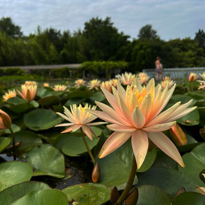 Nymphaea 'Barbara Davies', nénuphar rustique couleur cuivre