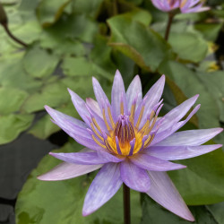 Nymphaea 'Isla Madora', nénuphar tropical diurne