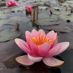 Nymphaea 'Fulva' (Latour-Marliac, 1894), nénuphar rustique couleur rose