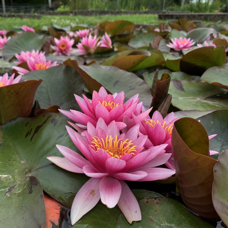 Nymphaea 'Bernadette Christensen' (Latour-Marliac, 2020), nénuphar rustique couleur rouge