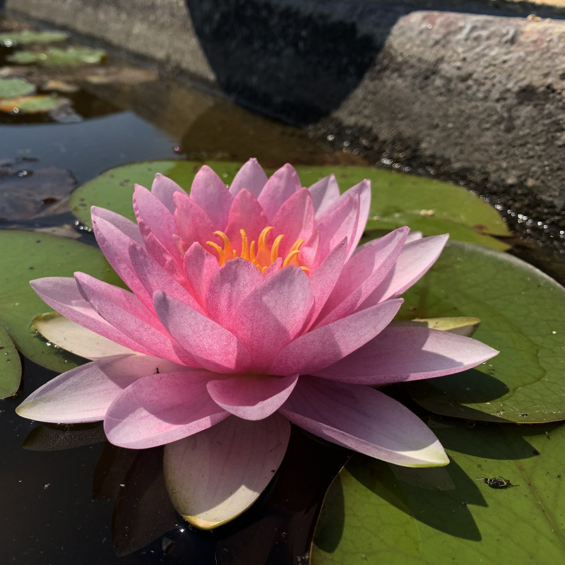 Nymphaea 'Sylvie Benedetti' (Latour-Marliac, 2005), nénuphar rustique couleur rose