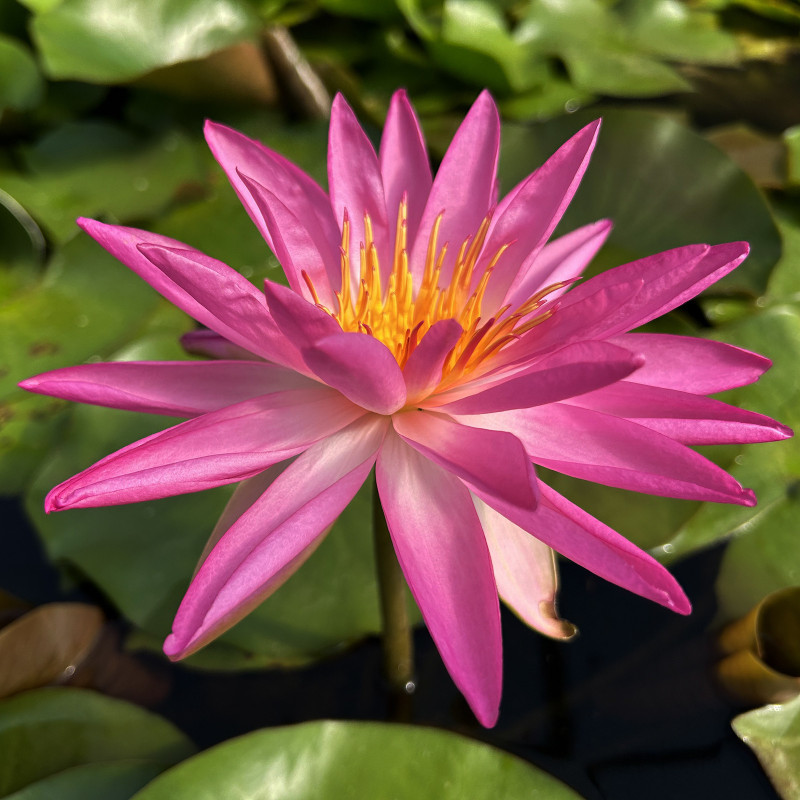 Nymphaea 'Tropic Star', nénuphar rustique couleur rose