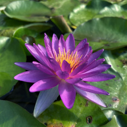 Nymphaea 'Violicious', nénuphar rustique couleur bleue/violet