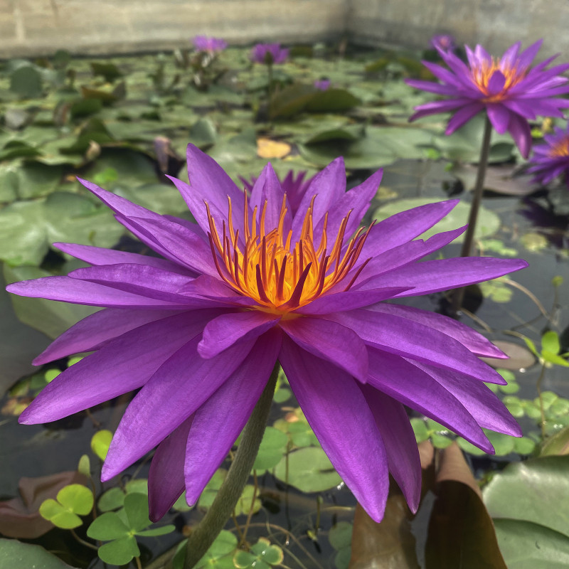 Nymphaea 'Detective Erika', nénuphar rustique couleur bleue/violet