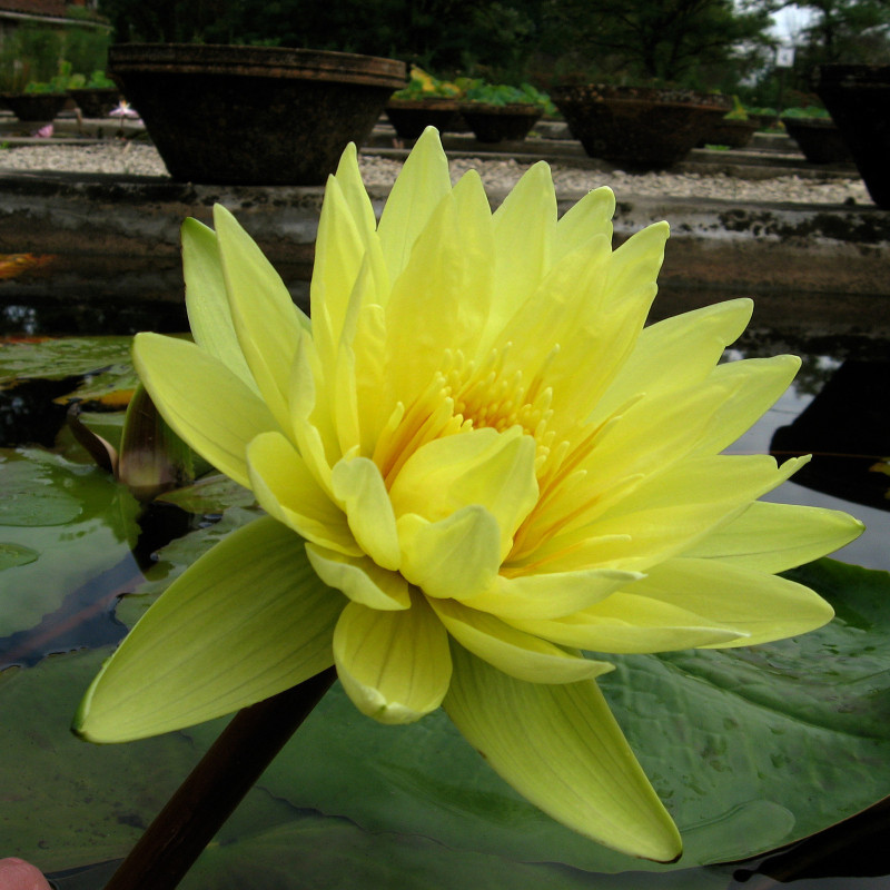 Nymphaea 'Carla's Sonshine', nénuphar tropical diurne