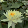 Nymphaea 'Gold Medal', nénuphar rustique couleur jaune