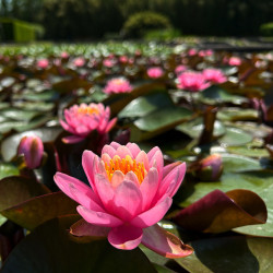 Nymphaea odorata rubra, nénuphar rustique couleur rouge