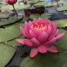 Nymphaea 'Eros', nénuphar rustique couleur rose