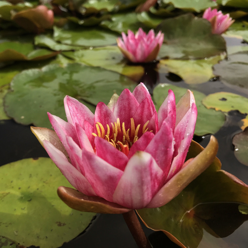 Nymphaea 'Sylphida', nénuphar rustique couleur rouge