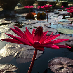 Nymphaea rubra, nénuphar tropical nocturne