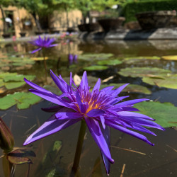 Nymphaea 'Midnight', nénuphar tropical diurne