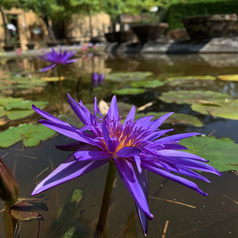 Nymphaea 'Midnight', nénuphar tropical diurne