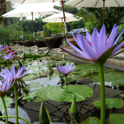 Nymphaea 'Blue Star', nénuphar tropical diurne