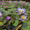 Nymphaea 'Southern Charm', nénuphar tropical diurne