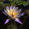 Nymphaea 'Southern Charm', nénuphar tropical diurne