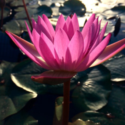 Nymphaea 'Ruby', nénuphar tropical diurne