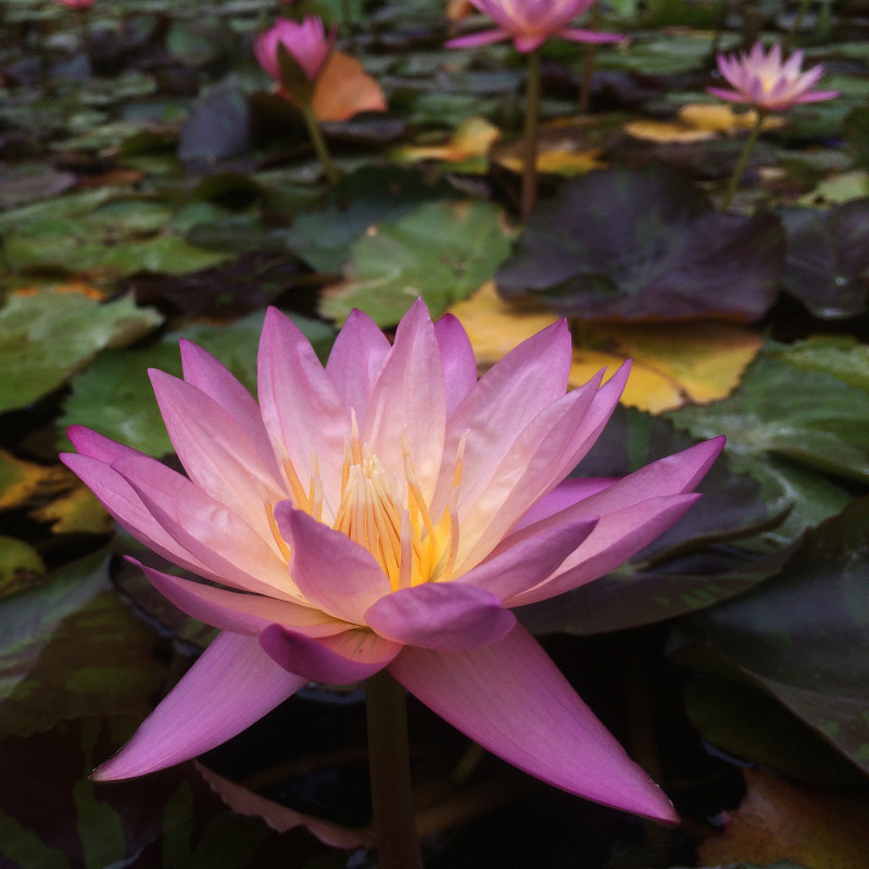 Nymphaea 'Tropic Sunset', nénuphar tropical diurne