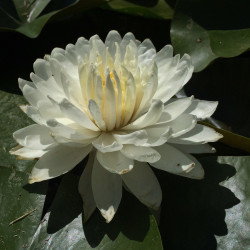 Nymphaea 'White 1000 Petals', nénuphar blanc rustique