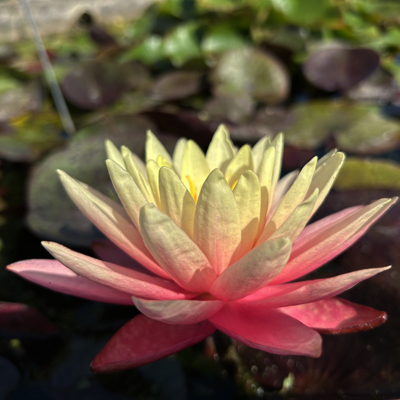 Nymphaea 'Gregg's Orange Beauty', nénuphar rustique couleur cuivre